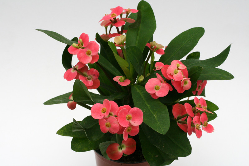 euphorbia milii pink cadillac 1172