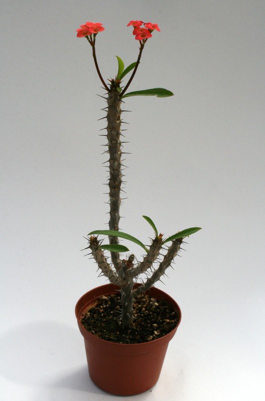 euphorbia milii nov isalo 6769