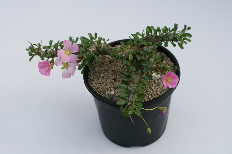 sarcocaulon pattersonii 0174