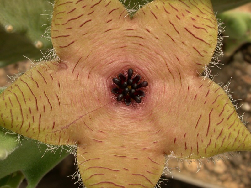 stapelia clavicorona 02