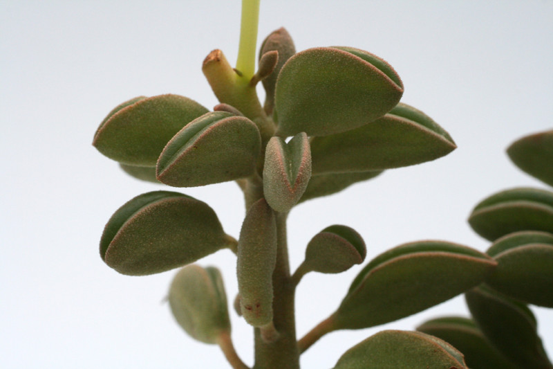 peperomia aspernea 9302