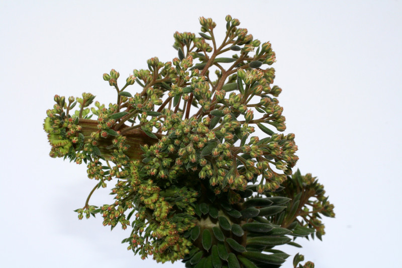 sinocrassula yunnanensis 0643