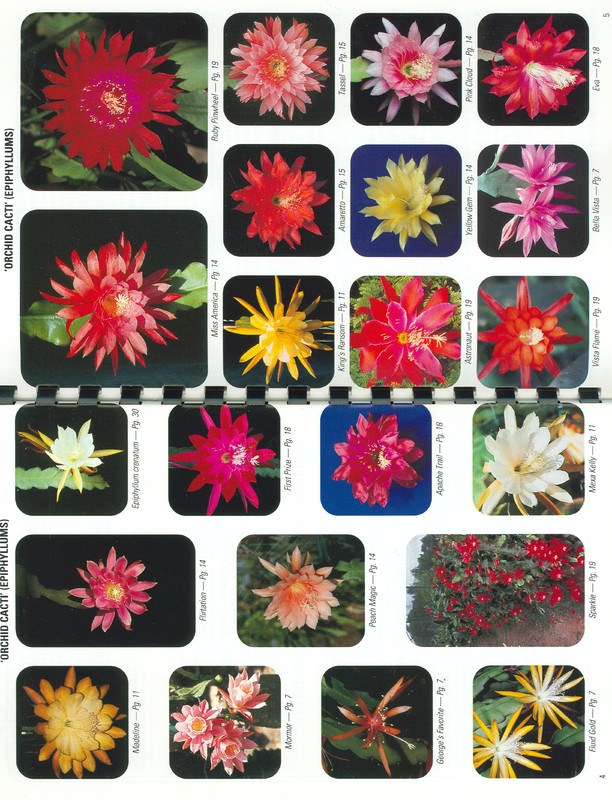 rainbow katalog