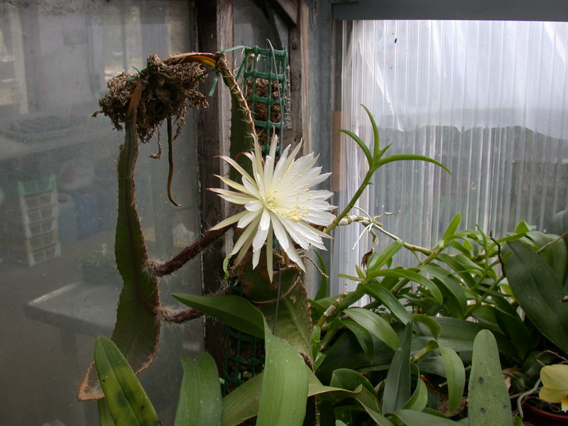 strophocactus wittii 5451