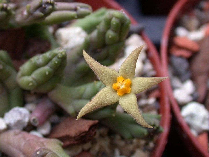 piaranthus geminatus 01