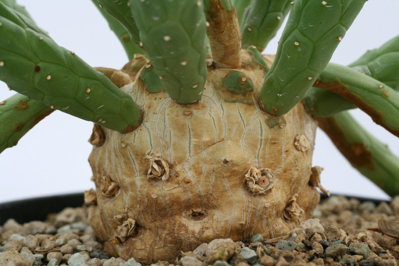 euphorbia caput medusae klein 0624