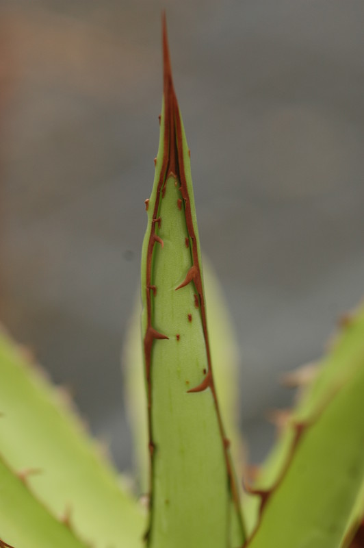 agave horrida 8658