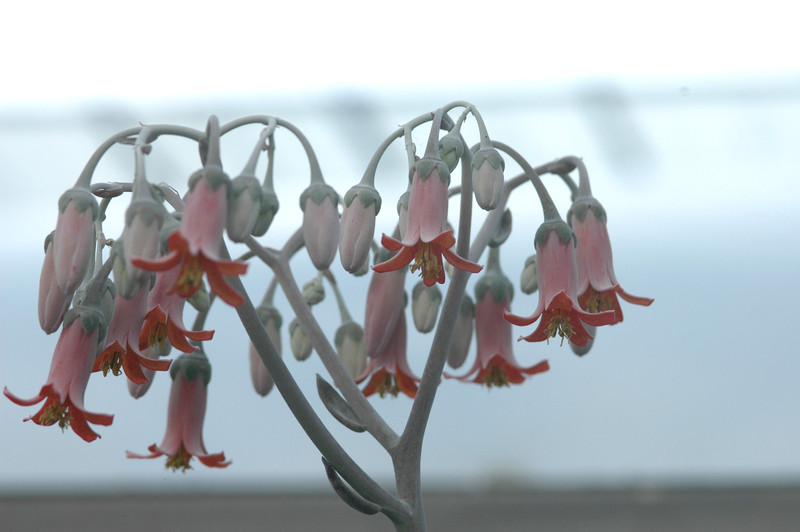 cotyledon undulatum 01