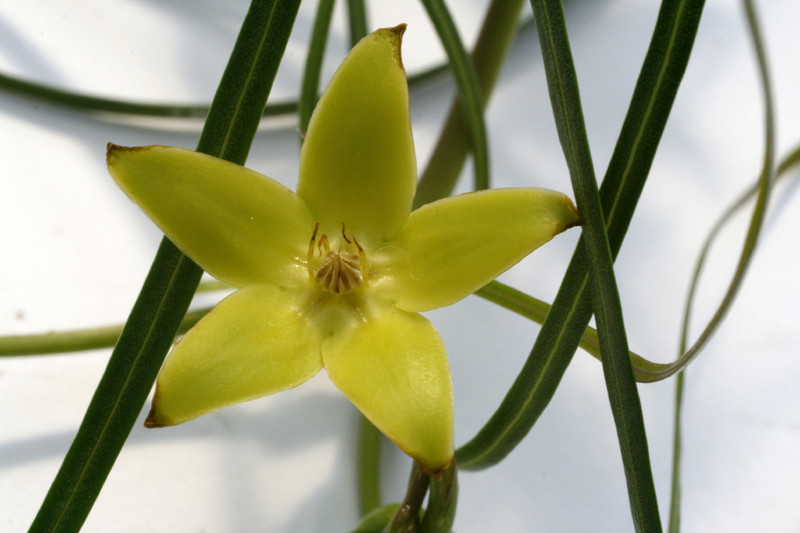 secamone sp madagaskar 9082