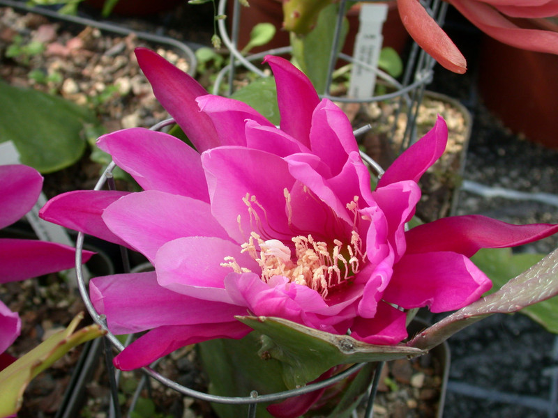eh epiphyllum society of america 146 01