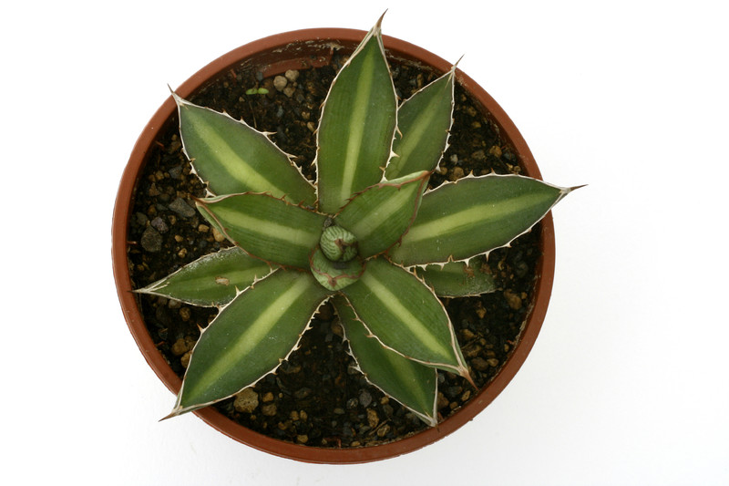 agave funkiana fatal attraction 0682
