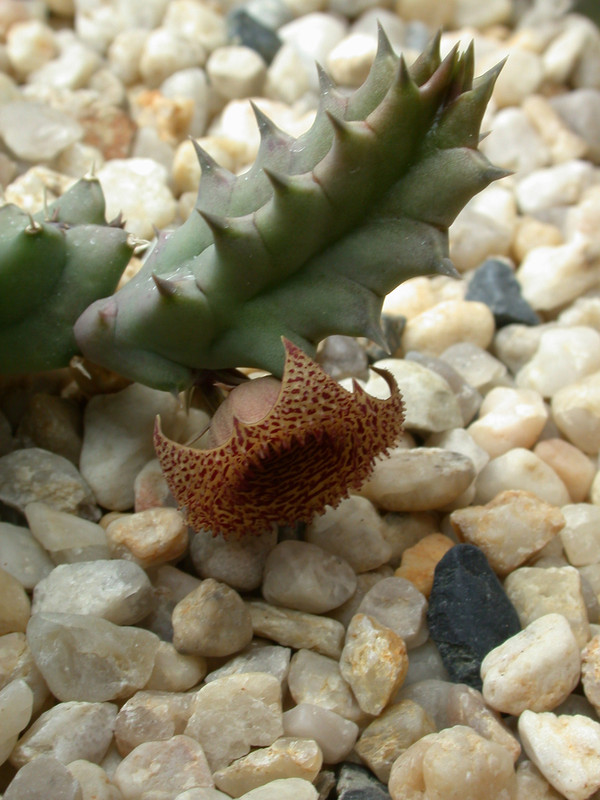 huernia loeseriana 06