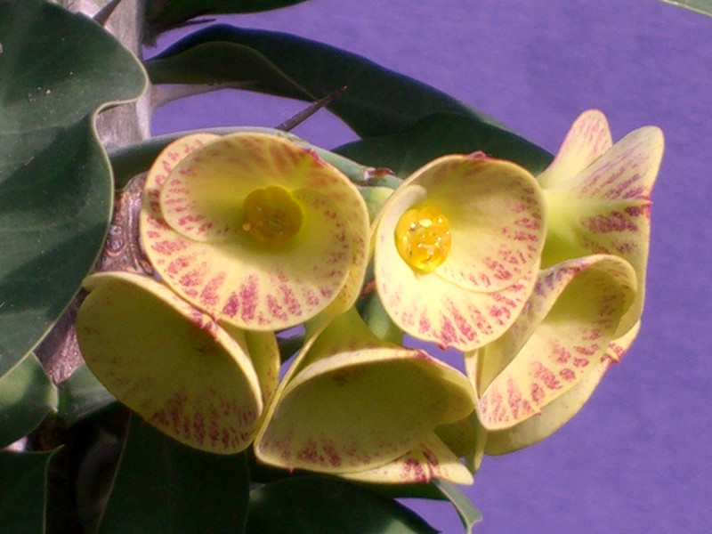 euphorbia horombensis 0144