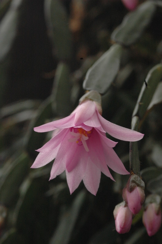 hatiora rosea frohning 9598 rbi 433 9384