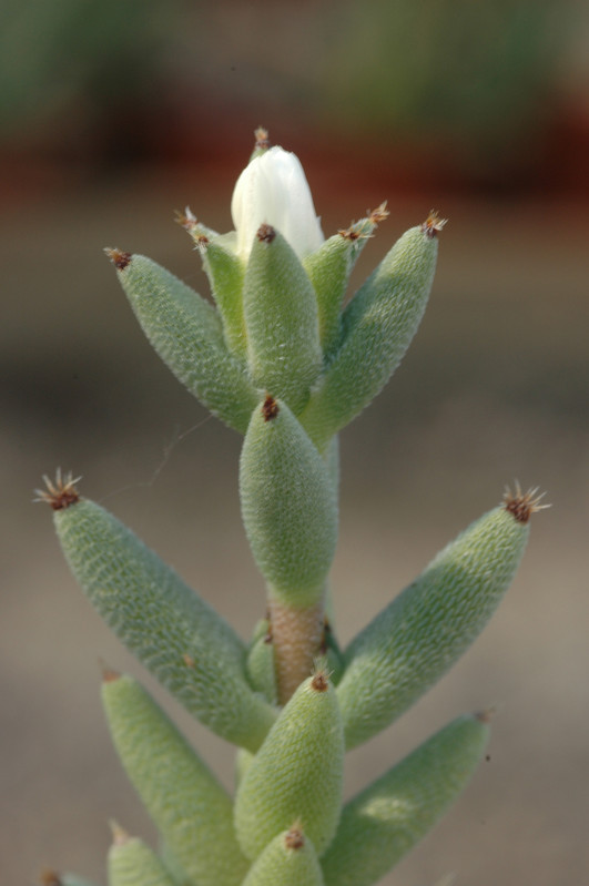 trichodiadema mirabile 06