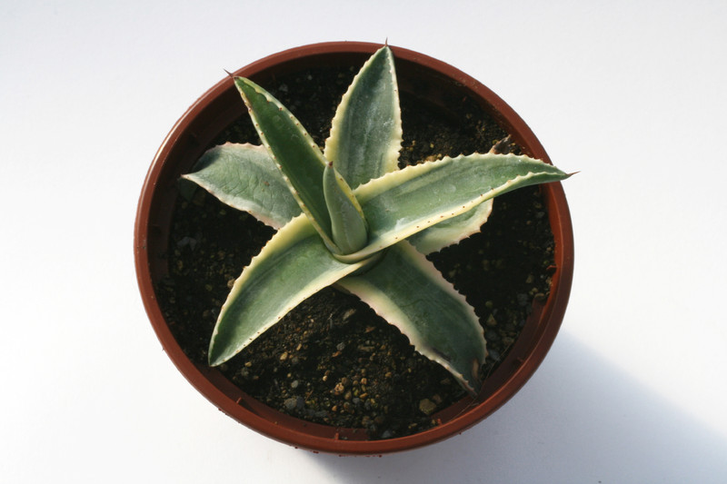 agave cornelius 6591