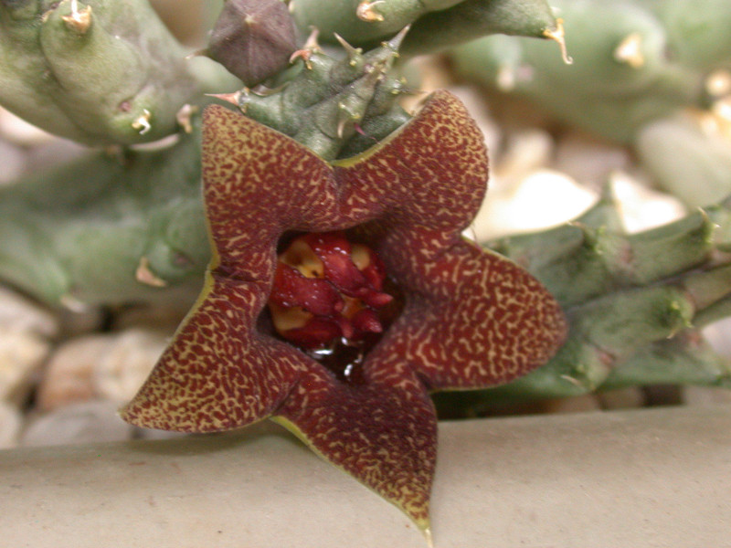 huerniopsis decipiens pvb4550 sheilam 03
