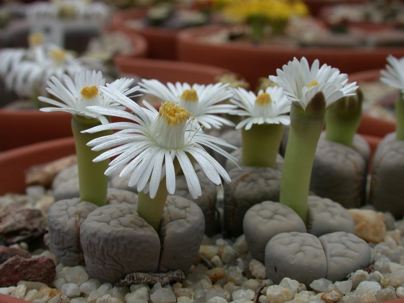 lithops karasmontana eberlanzii 02