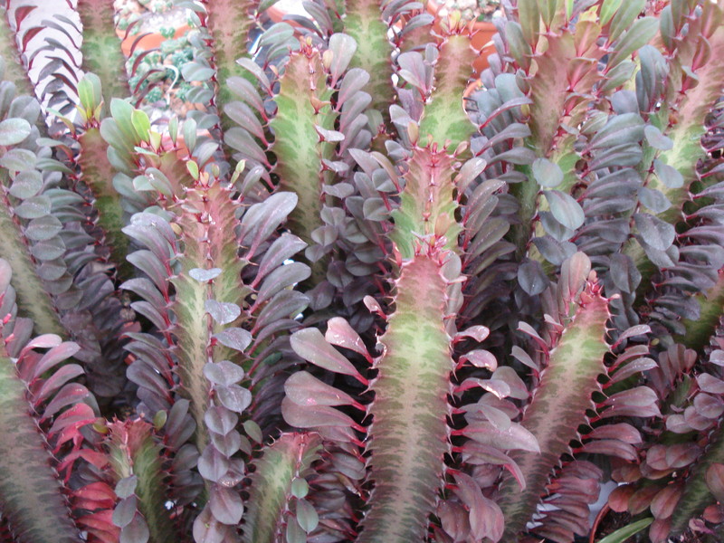euphorbia trigona rubra 07