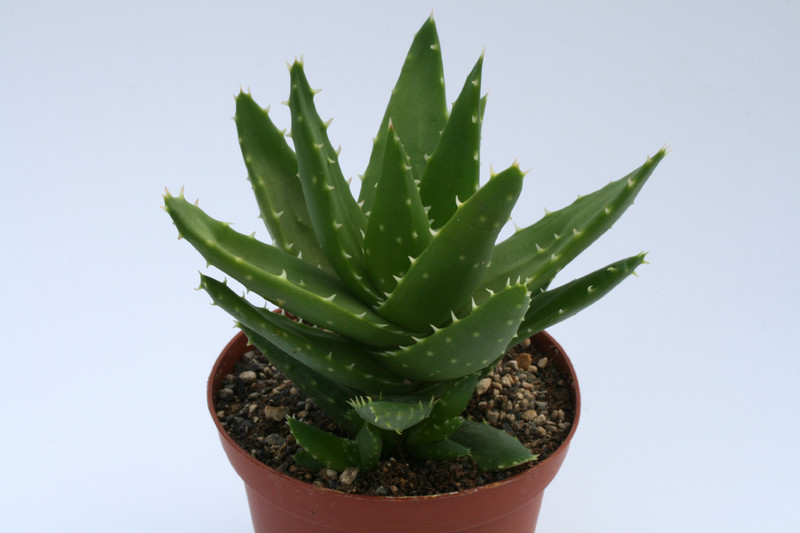 aloe brevifolia 6658