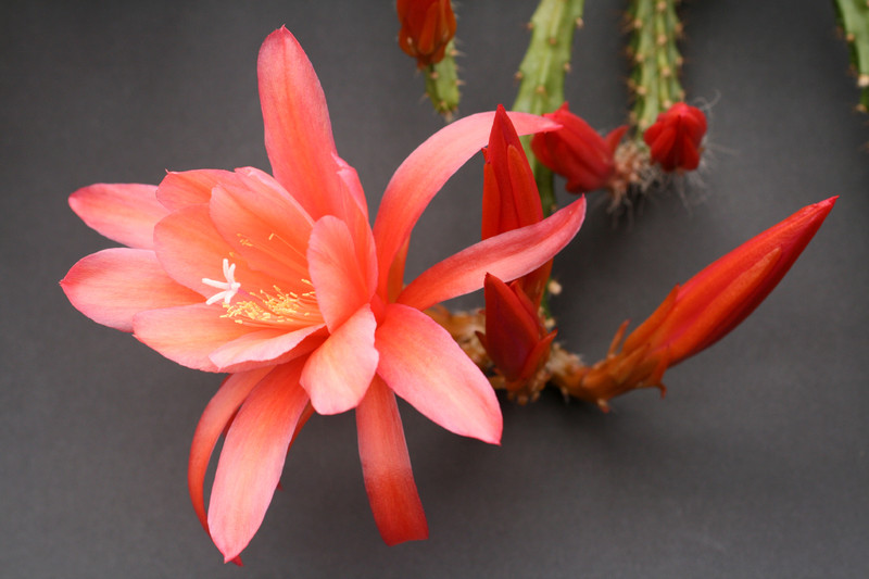 aporocactus susan 2 0119