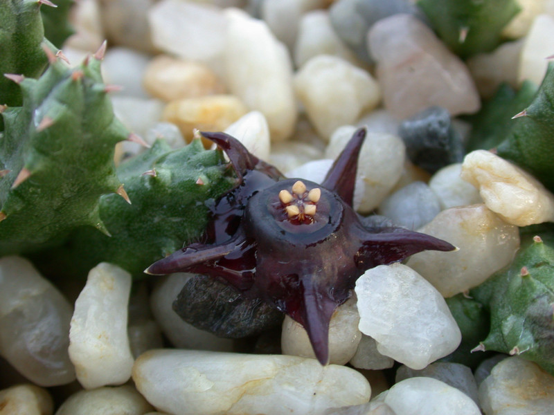 duvalia modesta graaff2