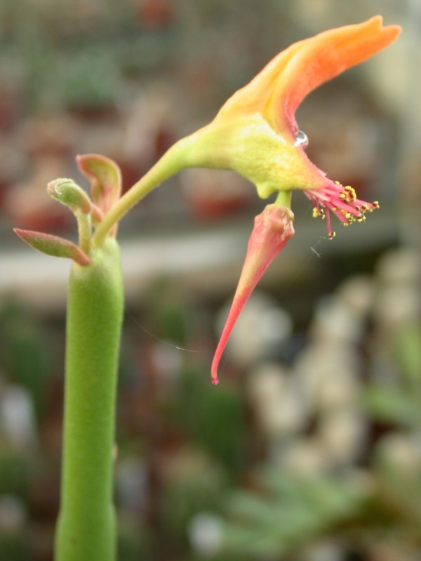 pedilanthus macrocarpus 01