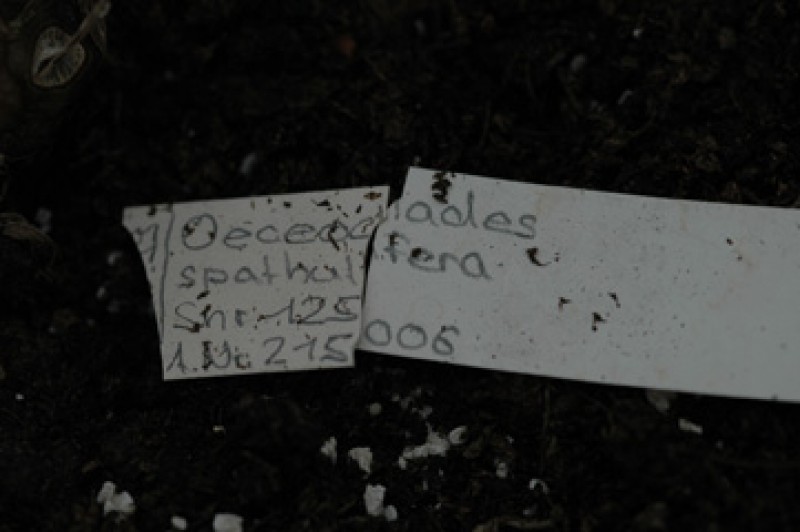 oeceoclades spathulifera 03