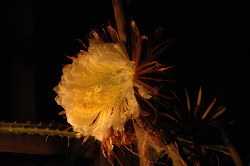 selenicereus grandiflorus koenigin 2006 05 9736