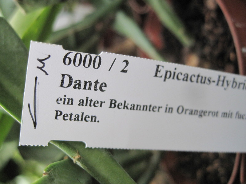 eh dante 6000 90