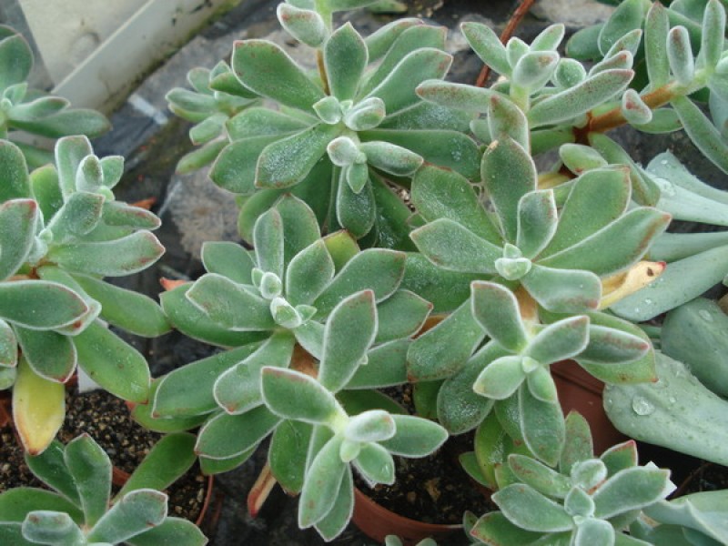 echeveria pulvinata 554