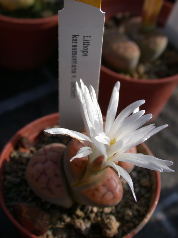 lithops karasmontana tischeri 03