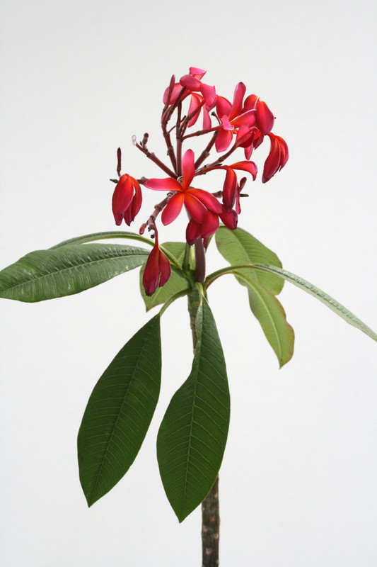 plumeria cv pink mit gelb 90cm 3624