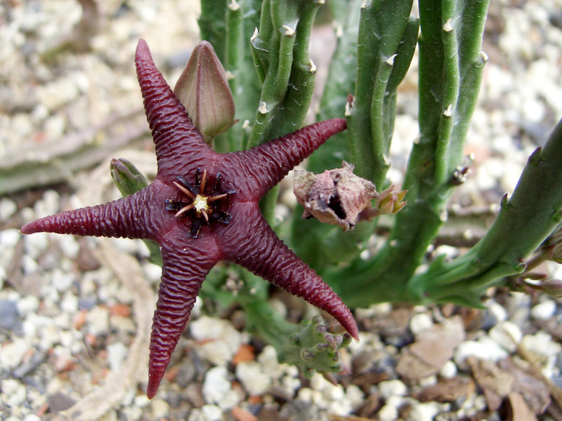stapelia baylissii somerset east 0077