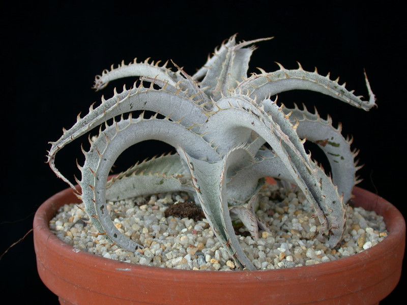 dyckia marnier-lapostollii 01