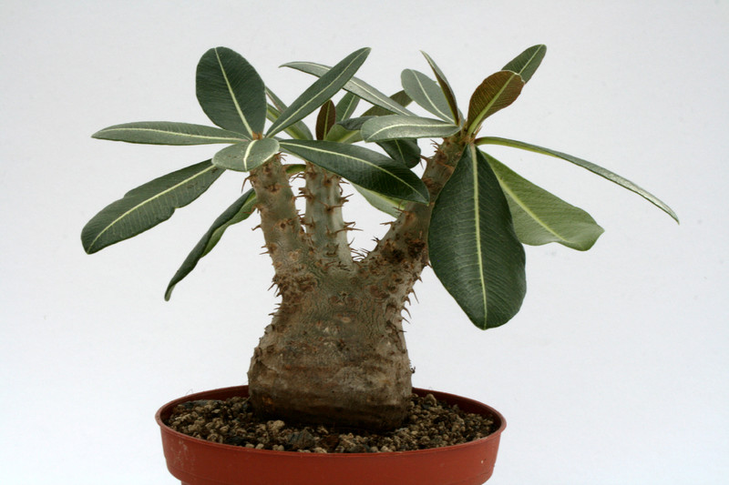 pachypodium rosulatum 7276