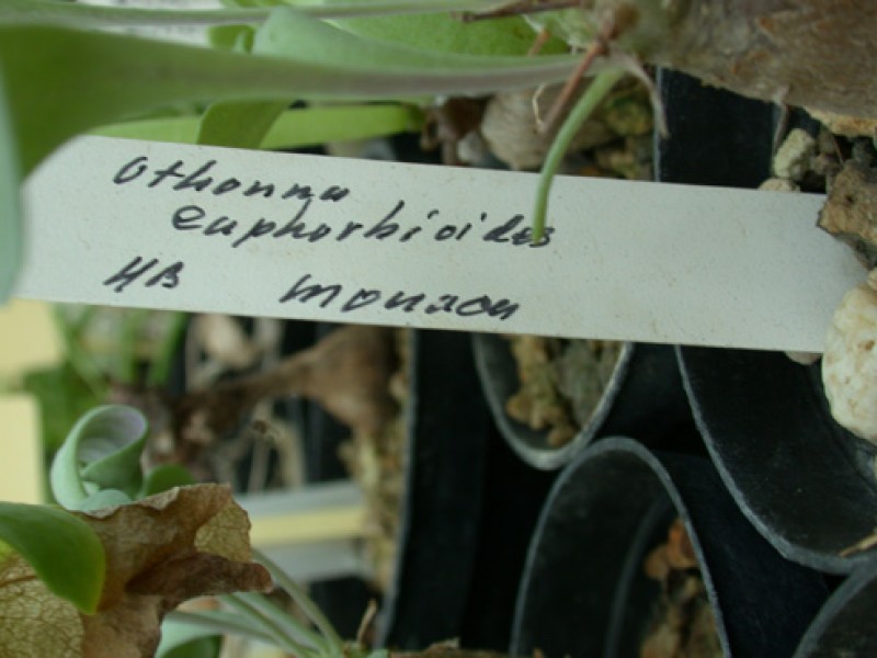othonna euphorbioides hb monaon 02
