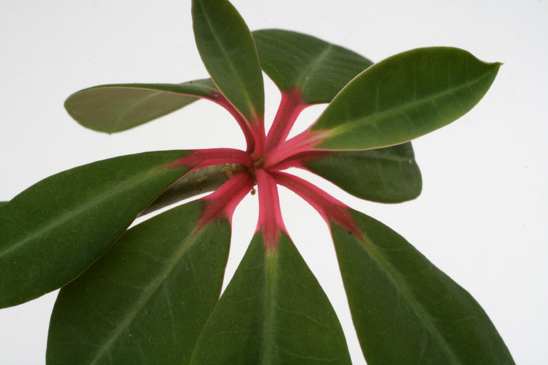 euphorbia bongolavensis 9361