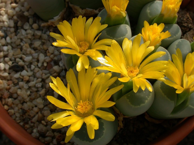 lithops olivacea 01