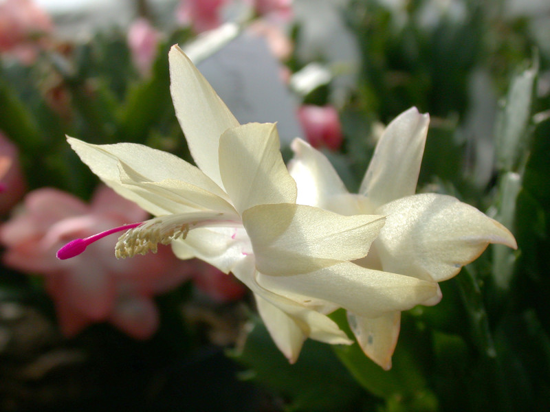 schlumbergera limelight dancer 04