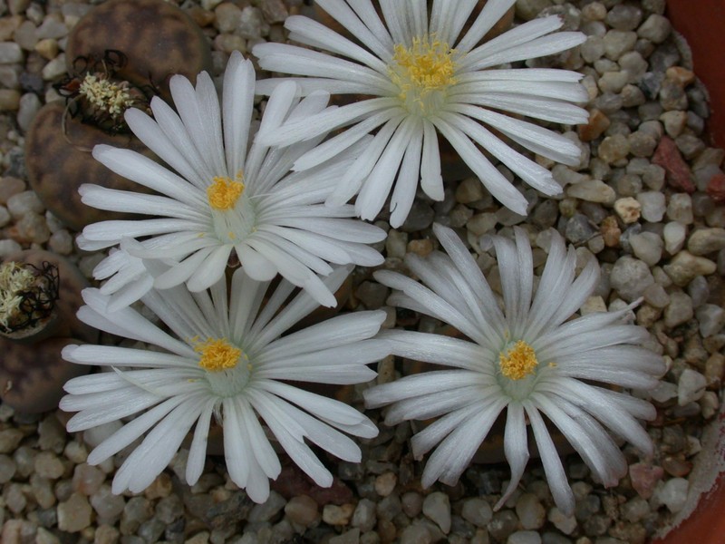 lithops karasmontana lerichiana 02