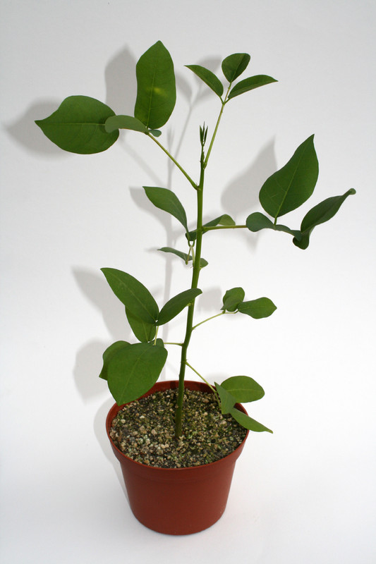 erythrina crista galli 4007