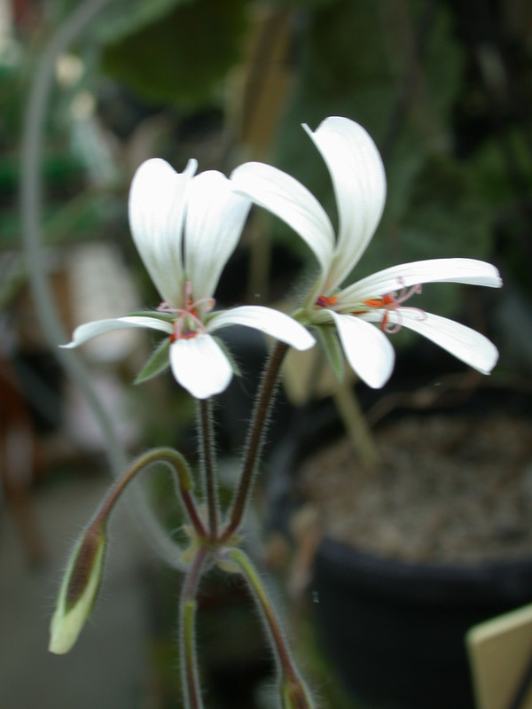 pelargonium barkleyi 03