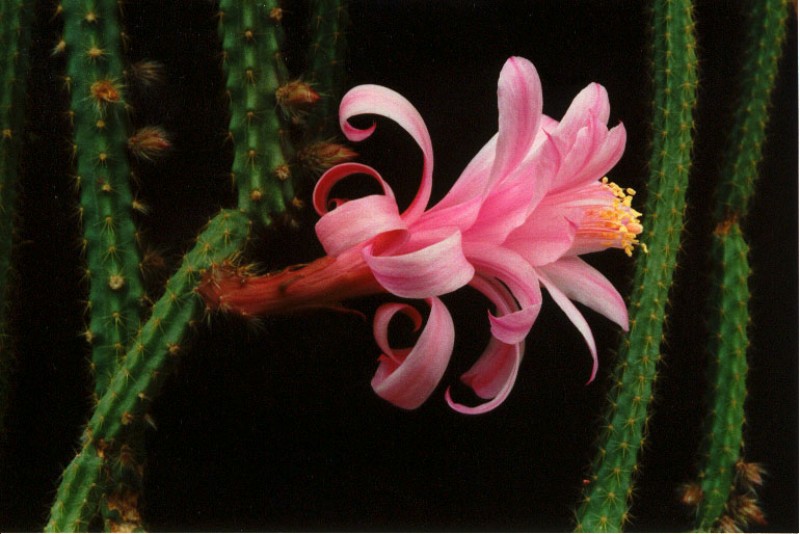aporocactus gypsy