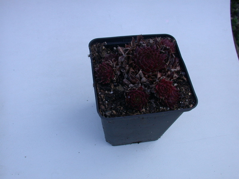 sempervivum pacific wildwine 5748