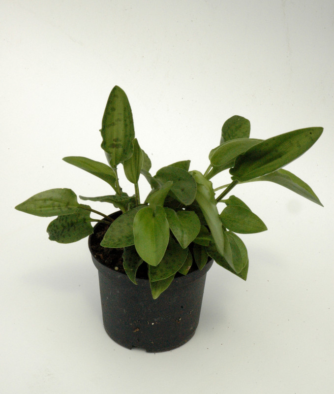 drimiopsis hichii 02