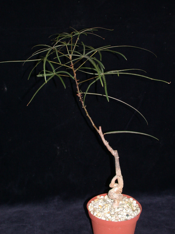 brachychiton rupestris gluecksbaum 01
