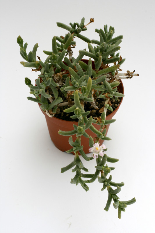 ruschia aff rupicola sb1508 9248