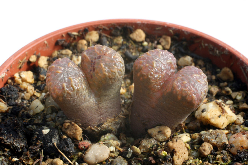 conophytum pellucidum concordia 2918