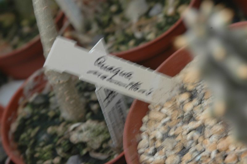 quaqua mammillaris 1754